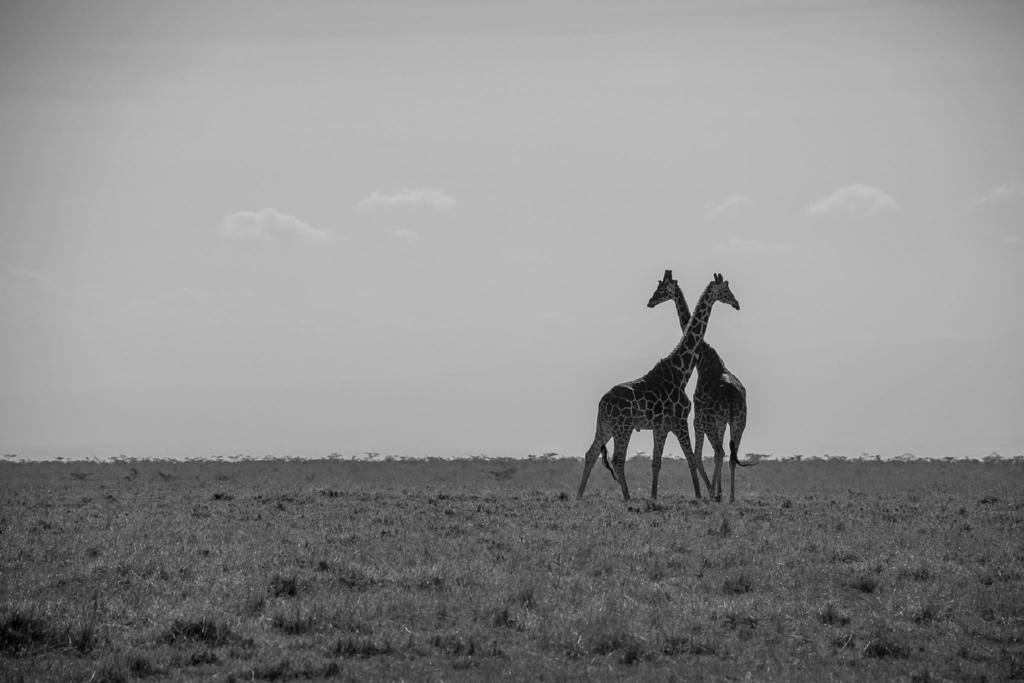 Mutara Camp- Nanyuki Hotell Exteriör bild