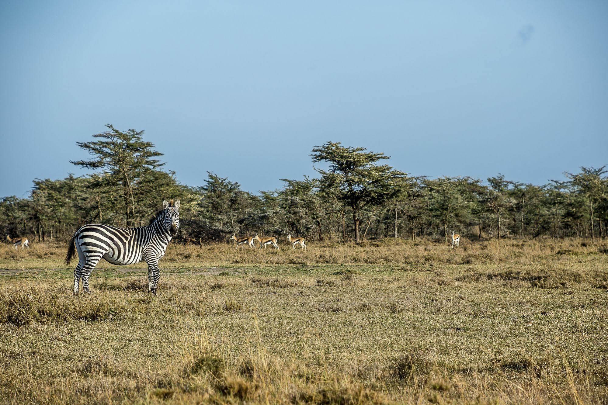 Mutara Camp- Nanyuki Hotell Exteriör bild